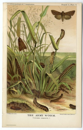 Antique 1885 lithograph - lithograph, print